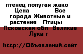 птенец попугая жако  › Цена ­ 60 000 - Все города Животные и растения » Птицы   . Псковская обл.,Великие Луки г.